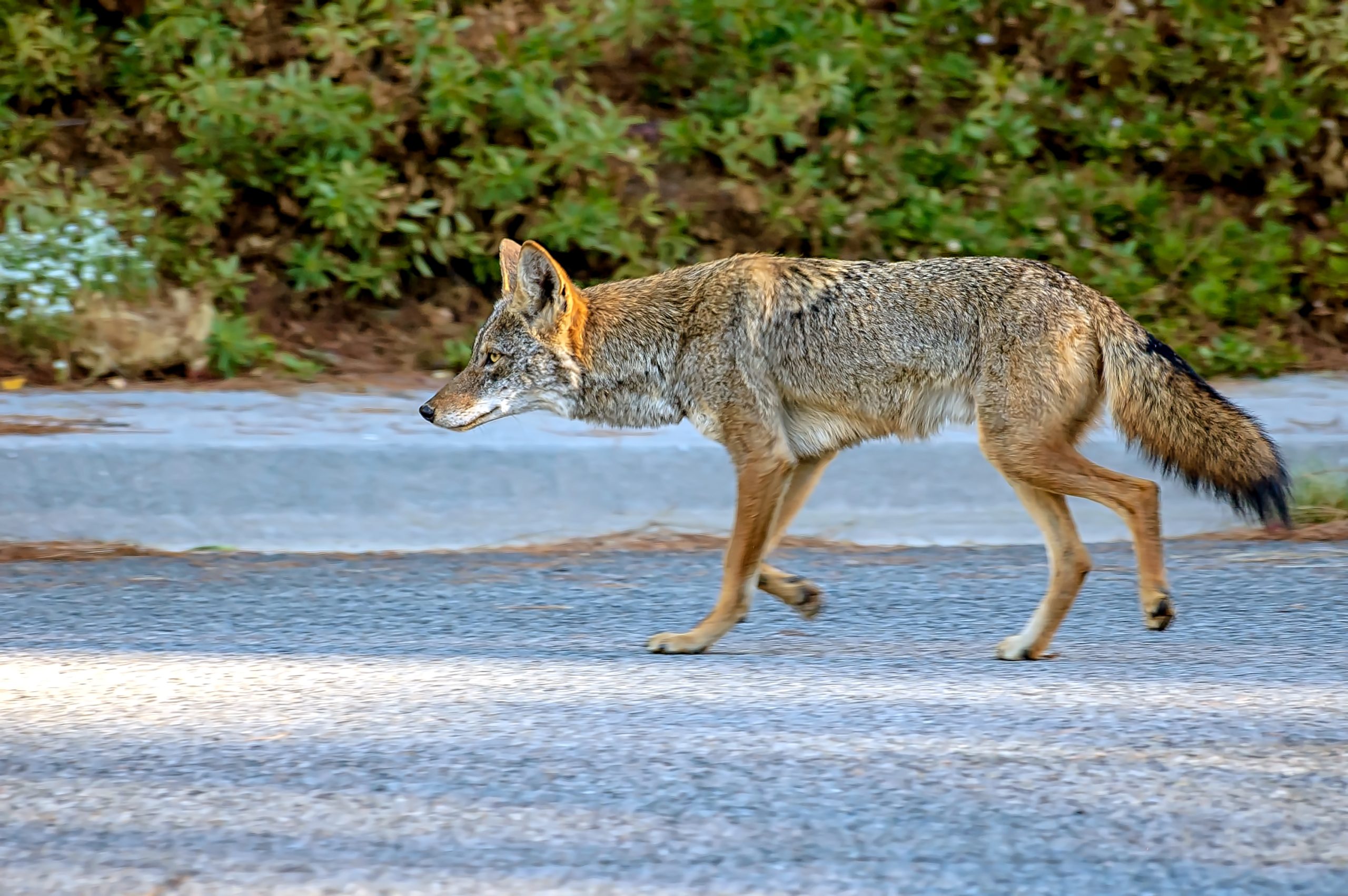 Coyote atacó a un niño en el patio de una casa en EE. UU.
